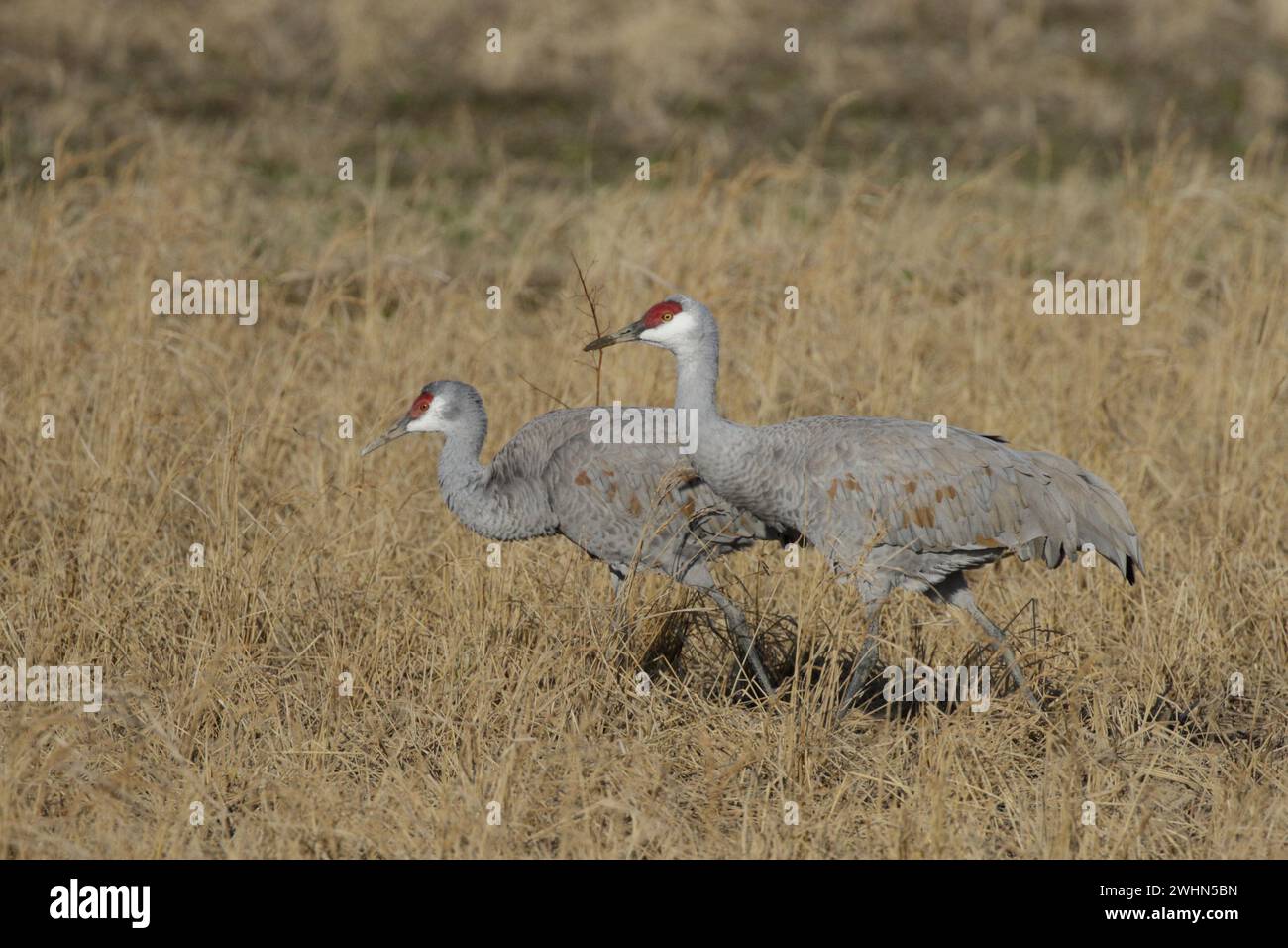 Grues du sable (Grus canadensis), Arasaki, ville d'Izumi, Kyushu, Japon 31 janvier 2024 Banque D'Images