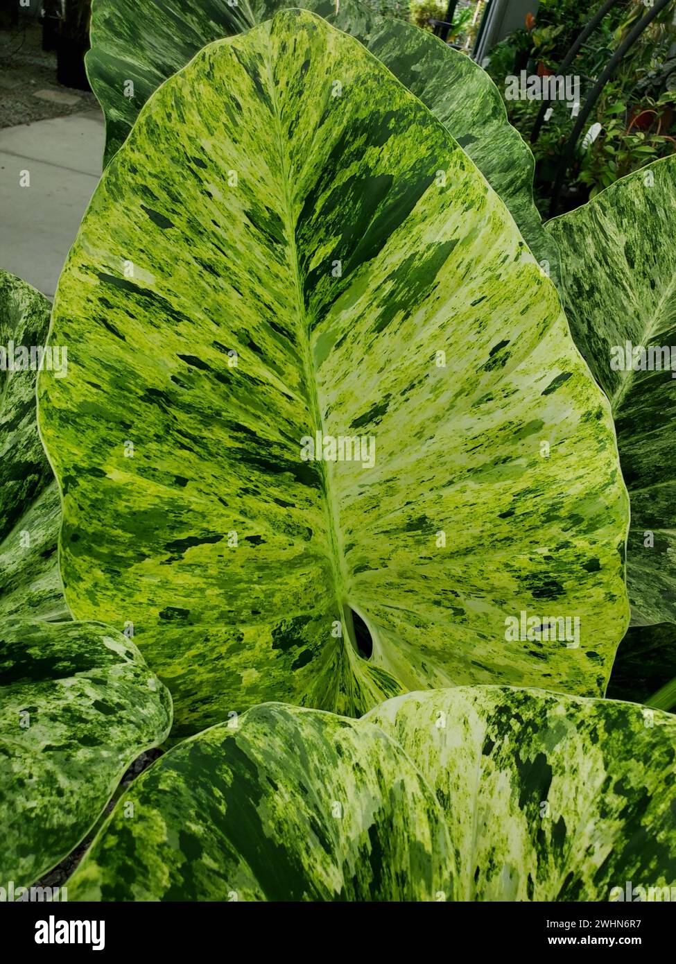 Gros plan de la feuille variégée de Philodendron giganteum Blizzard Banque D'Images