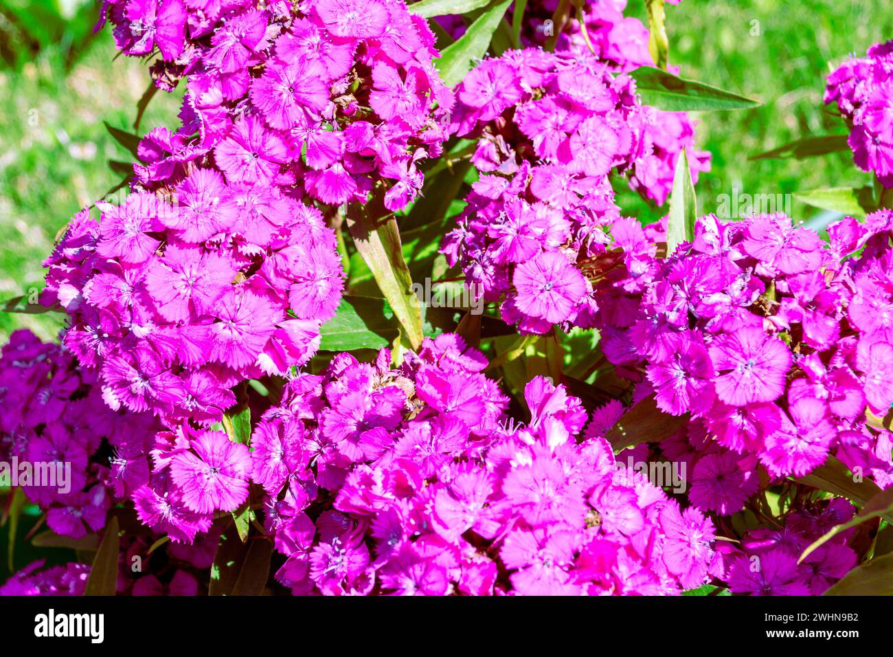 Fleurs d'œillet turque vivaces rose vif avec pétales veloutés dentelés, foyer sélectif Banque D'Images