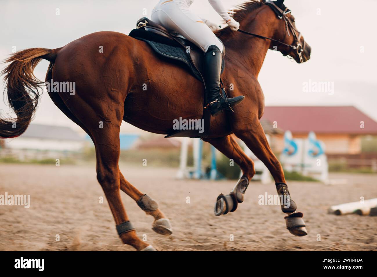 Cheval de dressage et cavalier en uniforme lors d'une compétition de saut équestre ou d'une course de chevaux. Banque D'Images