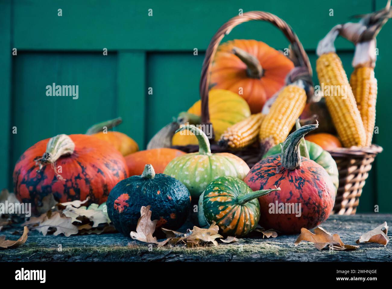 Carte de Thanksgiving pour citrouilles en automne Banque D'Images