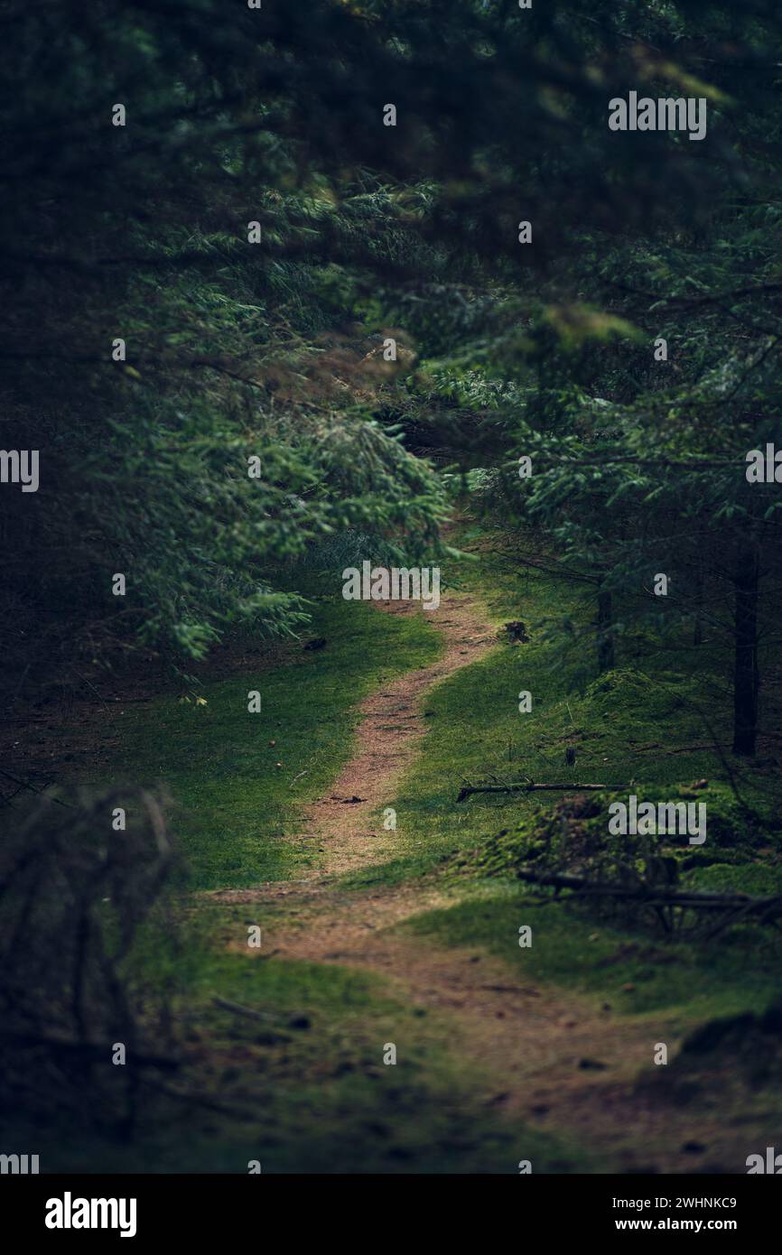 Sombre Foodpath dans les bois Banque D'Images