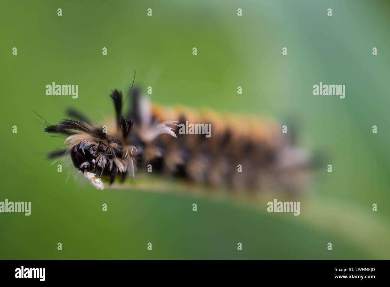 La teinte Tussock Moth (ou Tiger Moth) se nourrit d'aspersion à la fin de l'été Banque D'Images