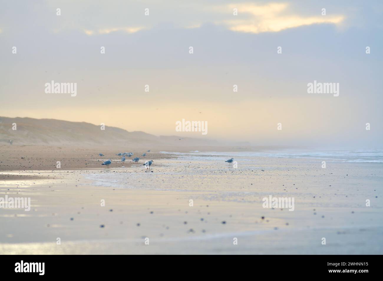Mouettes sur la côte nord danoise de la mer Banque D'Images