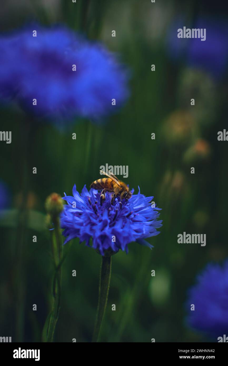Abeille cherchant du pollen dans un Cornflower Banque D'Images