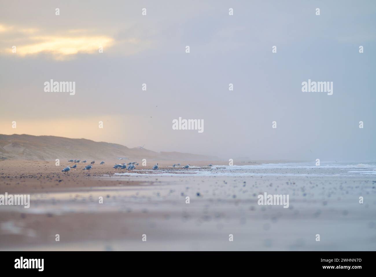 Mouettes sur la côte du Danemark Banque D'Images