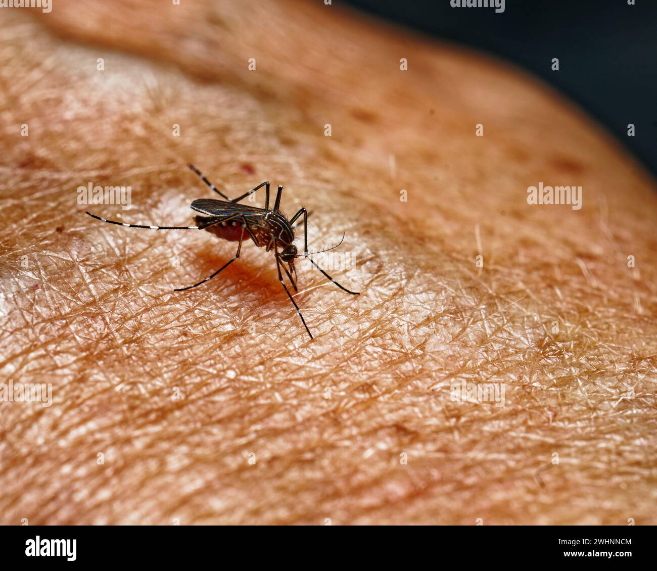 Moustique rayé femelle se nourrissant de sang sur un bras humain. Île du Sud, Aotearoa / Nouvelle-Zélande Banque D'Images