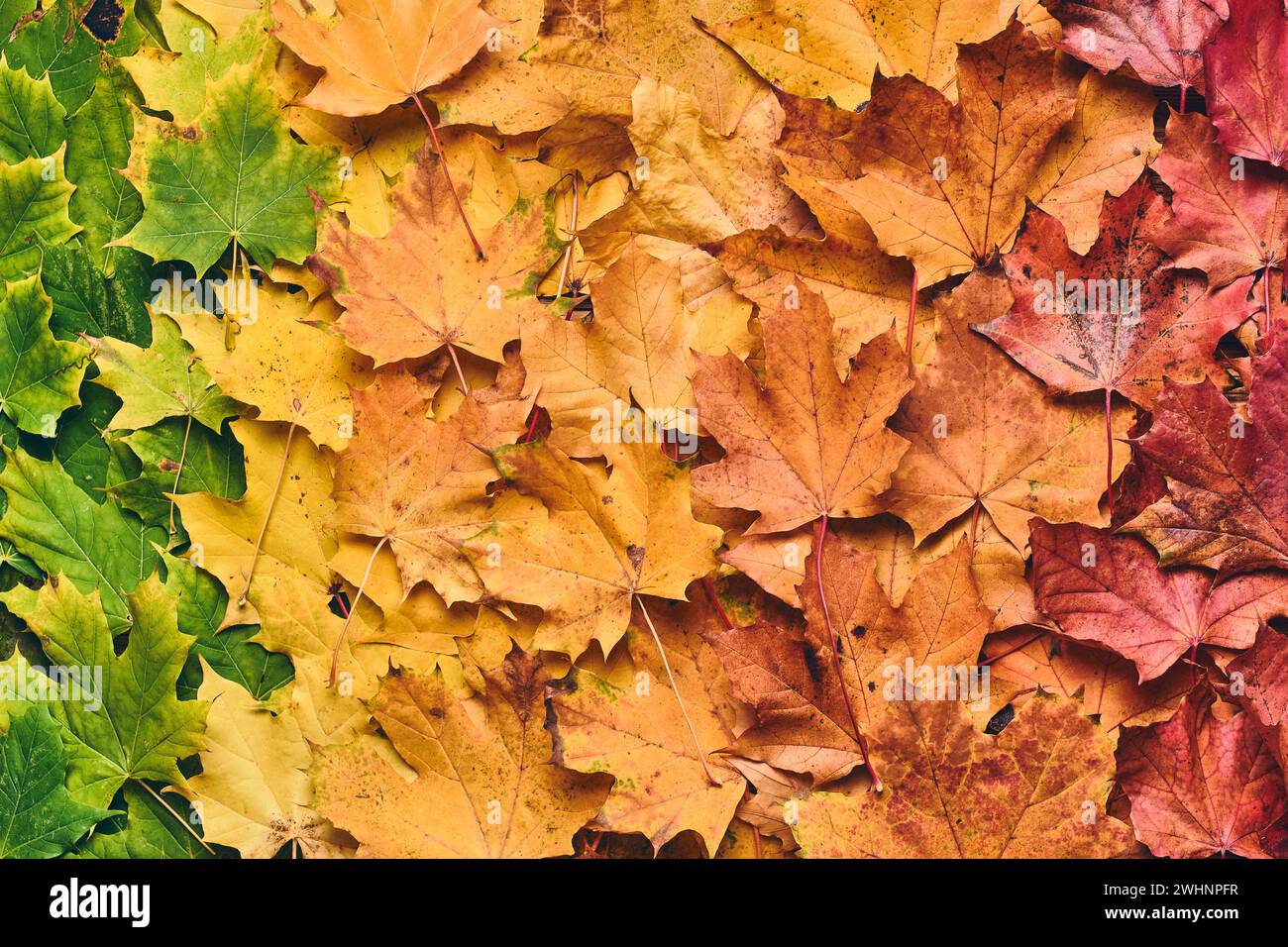 Feuille d'érable colorée Banque D'Images