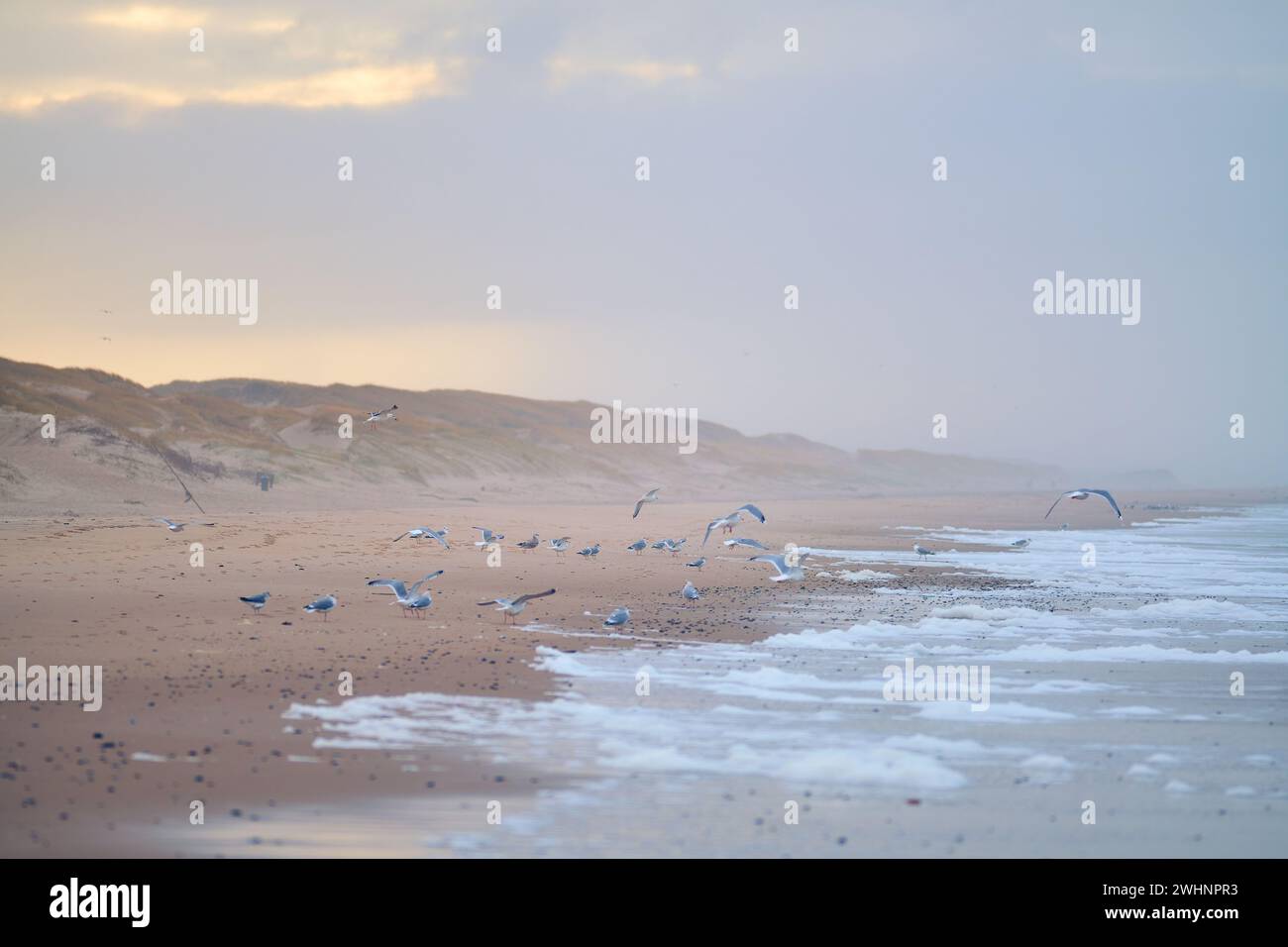 Troupeau de mouettes sur la plage au danemark Banque D'Images