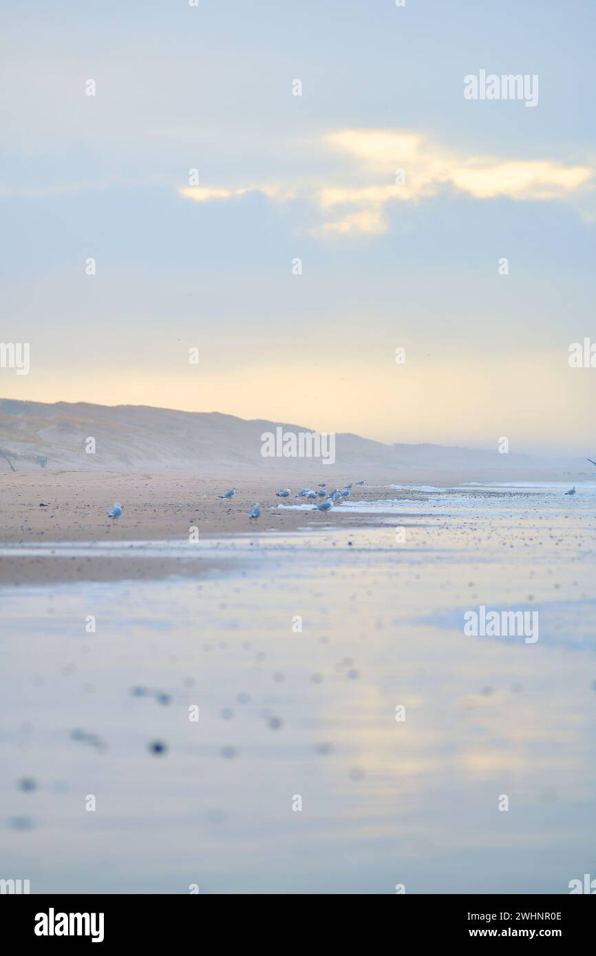 Mouettes sur la côte nord danoise de la mer Banque D'Images