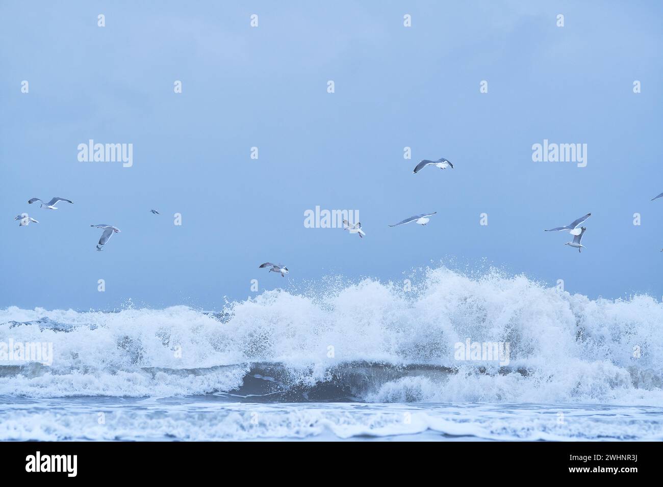 Mouettes volant au-dessus d'une énorme vague au nord de la mer Banque D'Images