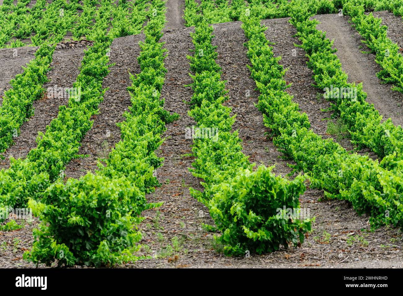 Campo de vides (vignoble du Languedoc-Rousillon) Banque D'Images