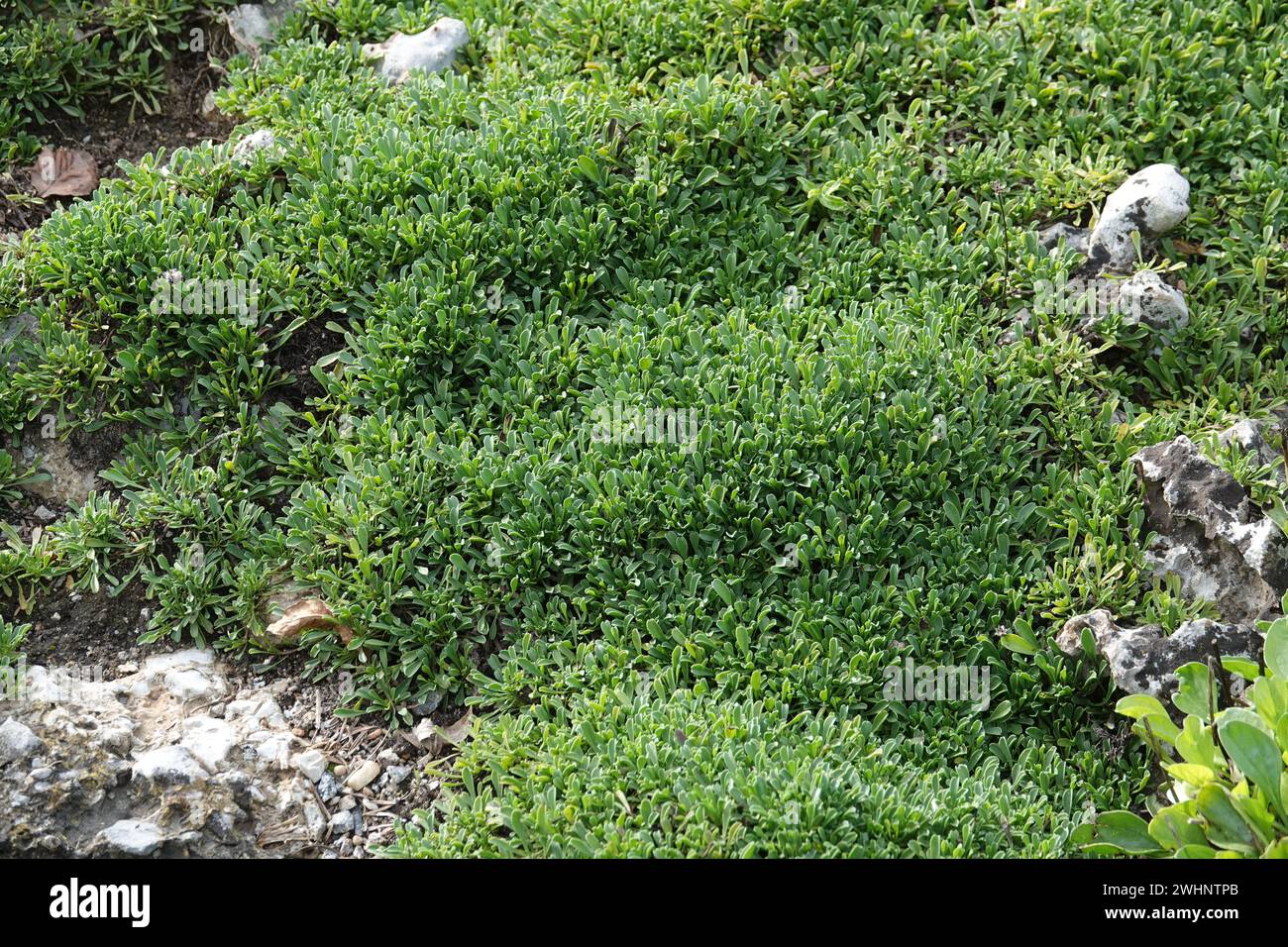 Globularia trichosantha, Syn. Globularia cordifolia, Globeflower Banque D'Images
