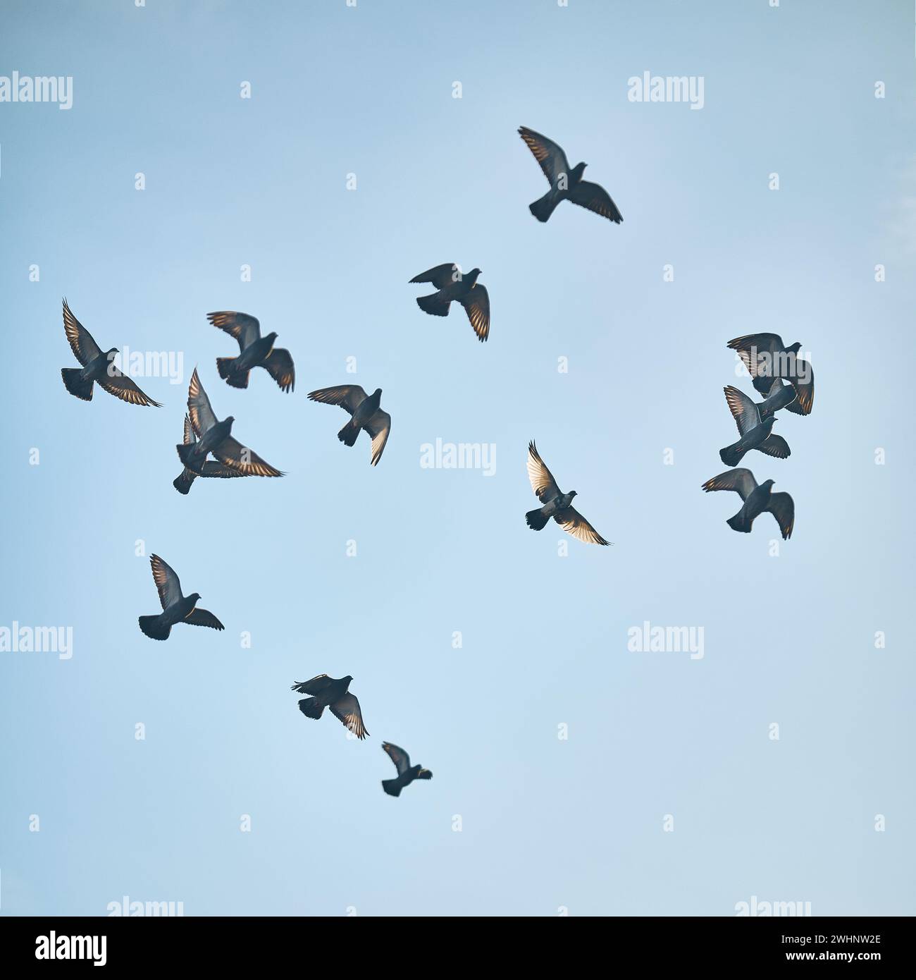 Pigeons volant dans le ciel bleu Banque D'Images Pigeons volant dans le ciel bleu Banque D'Images