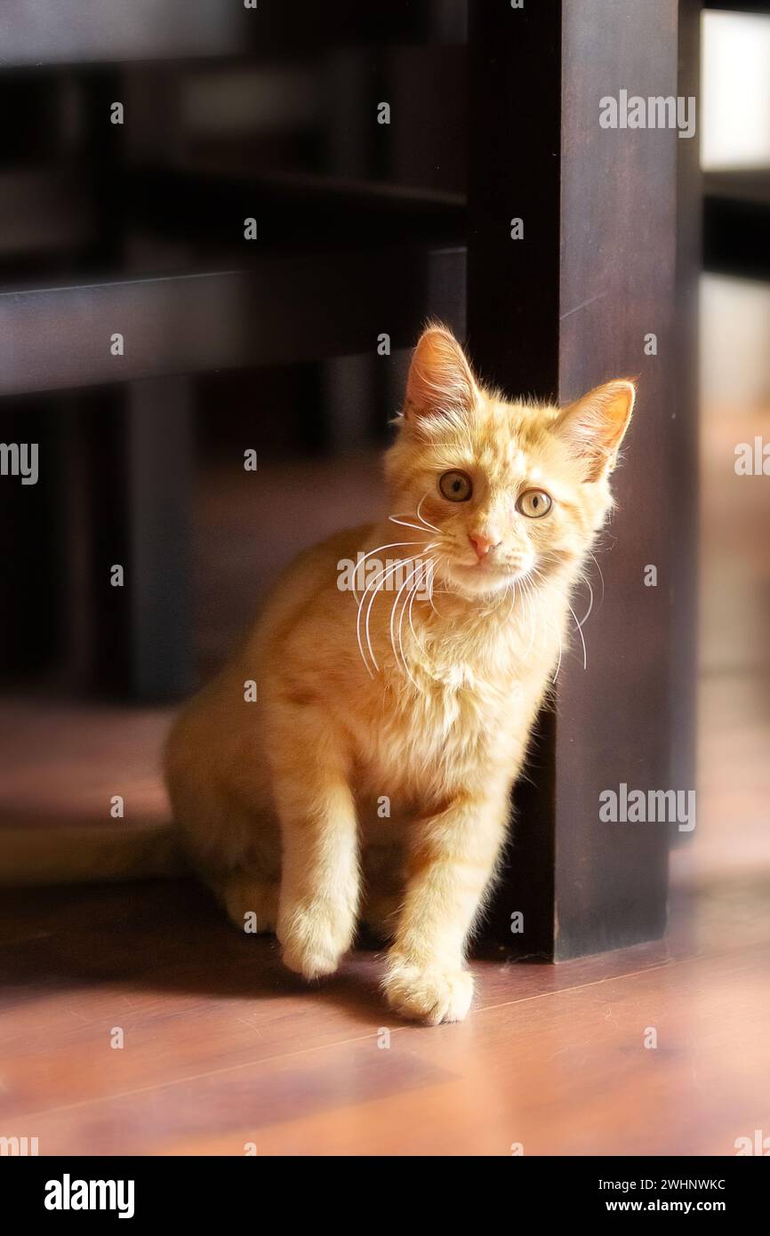 Portrait de chaton gingembre ludique assis Banque D'Images