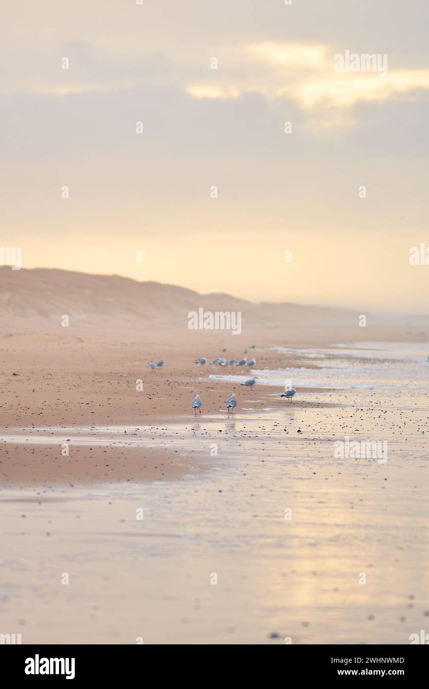 Mouettes sur une plage à pied Banque D'Images
