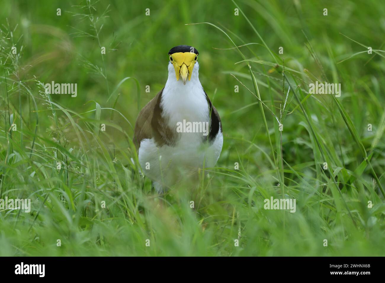 Un adulte australien vivant au sol masqué Lapwing -Vanellus Miles, novaehollandiae- oiseau dans la lumière nuageuse, marchant vers la caméra dans de grandes herbes Banque D'Images