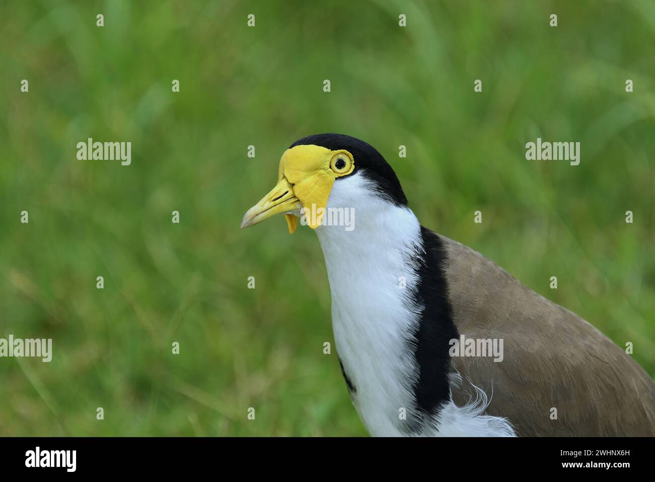 Gros plan d'un adulte australien vivant au sol masqué Lapwing -Vanellus Miles, novaehollandiae- oiseau à la lumière nuageuse, marchant devant la caméra Banque D'Images