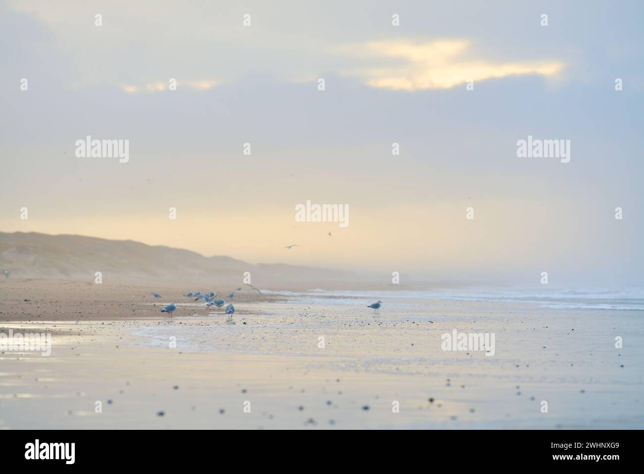 Mouettes assis sur la plage au danemark Banque D'Images
