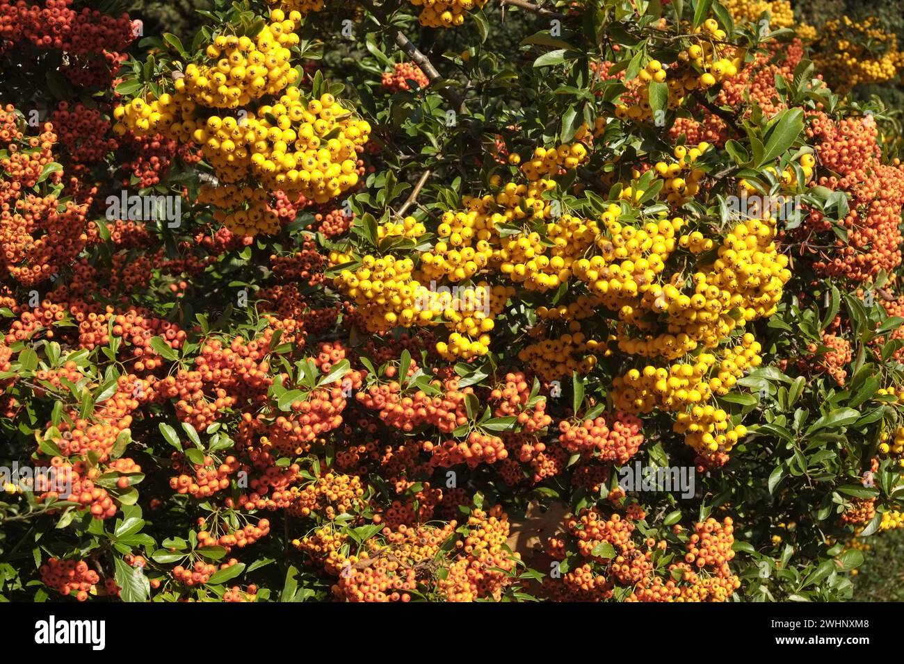 Firethorn, pyracantha Banque D'Images