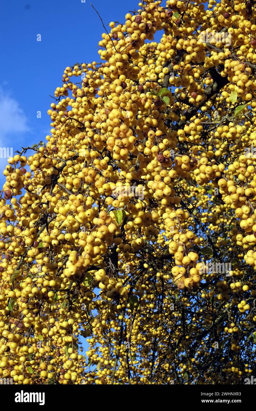 Arbre pommetier Banque D'Images