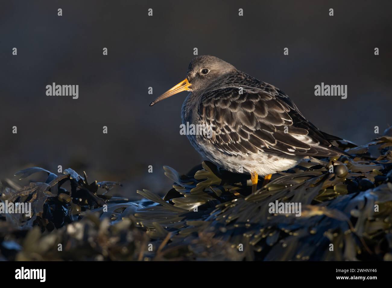 Purple Sandpiper (Calidris maritima) à la recherche de nourriture dans les algues sur la côte du Northumberland Banque D'Images