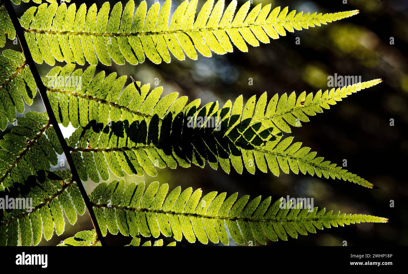 Contexte : ressource graphique artistique de la nature. L'art de la nature, les feuilles de fougères rétroéclairées se chevauchent et créent de nouveaux motifs de feuilles uniques où elles se croisent Banque D'Images