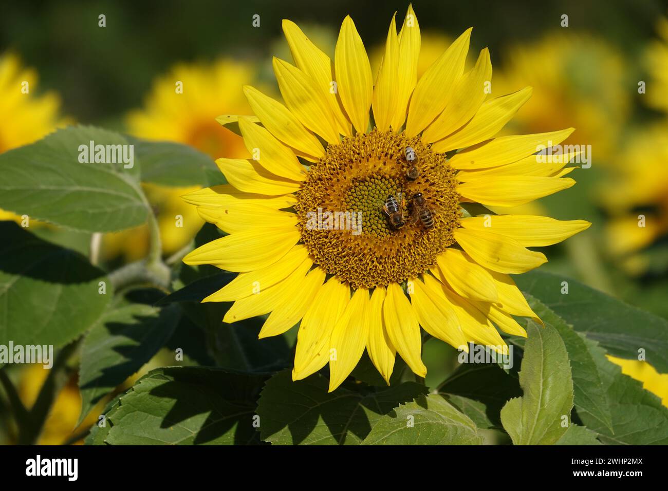 Helianthus annuus, tournesol, abeille Banque D'Images