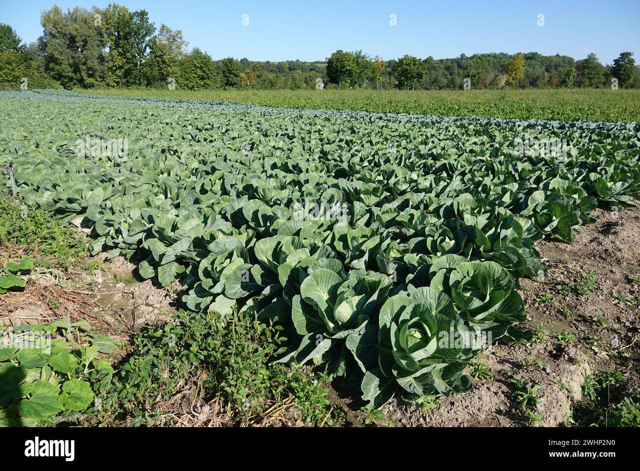 Brassica oleracea, chou Banque D'Images