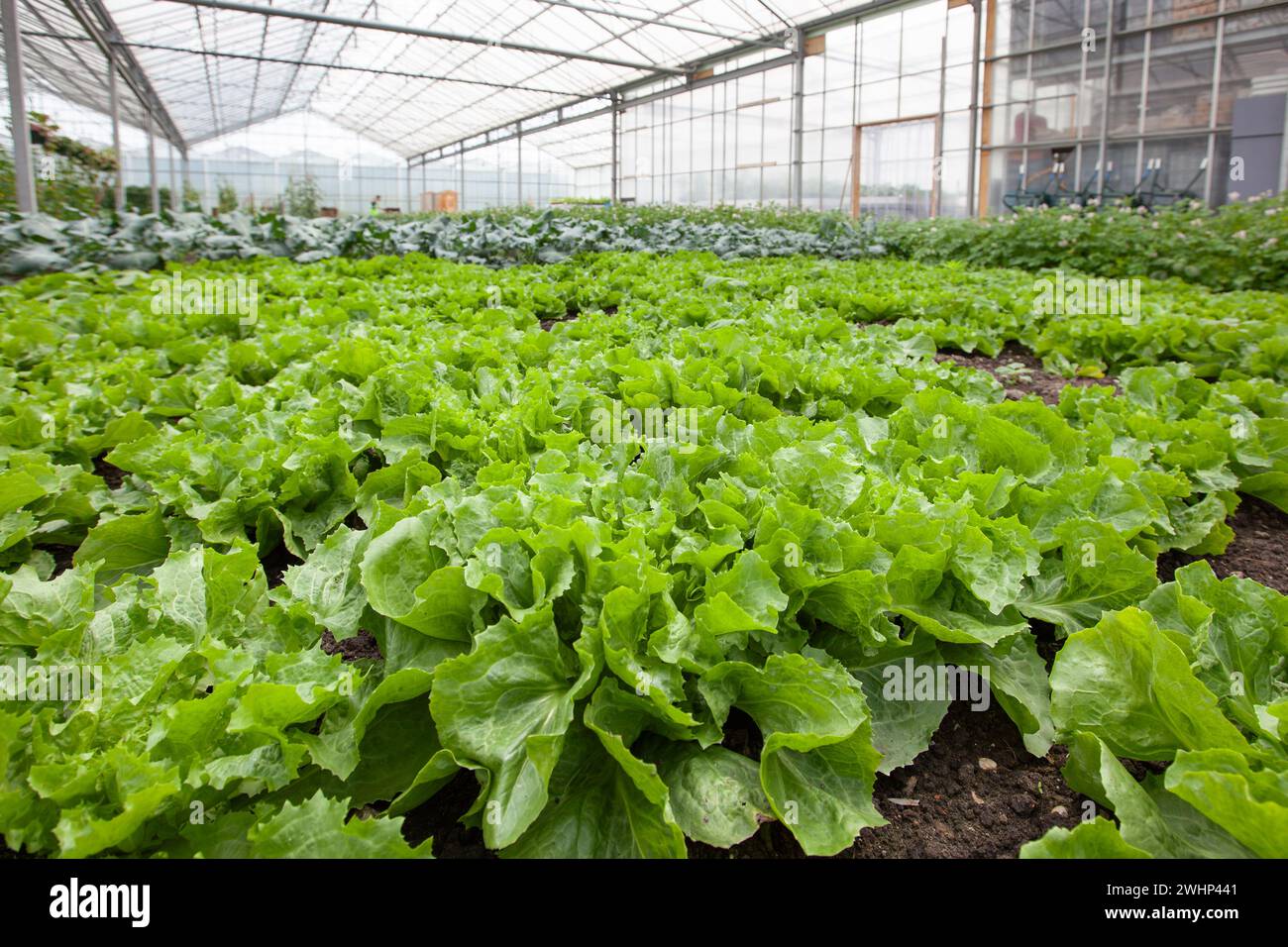 Gros plan d'un champ avec de belles endives vertes fraîches poussant en pleine terre dans une serre Banque D'Images