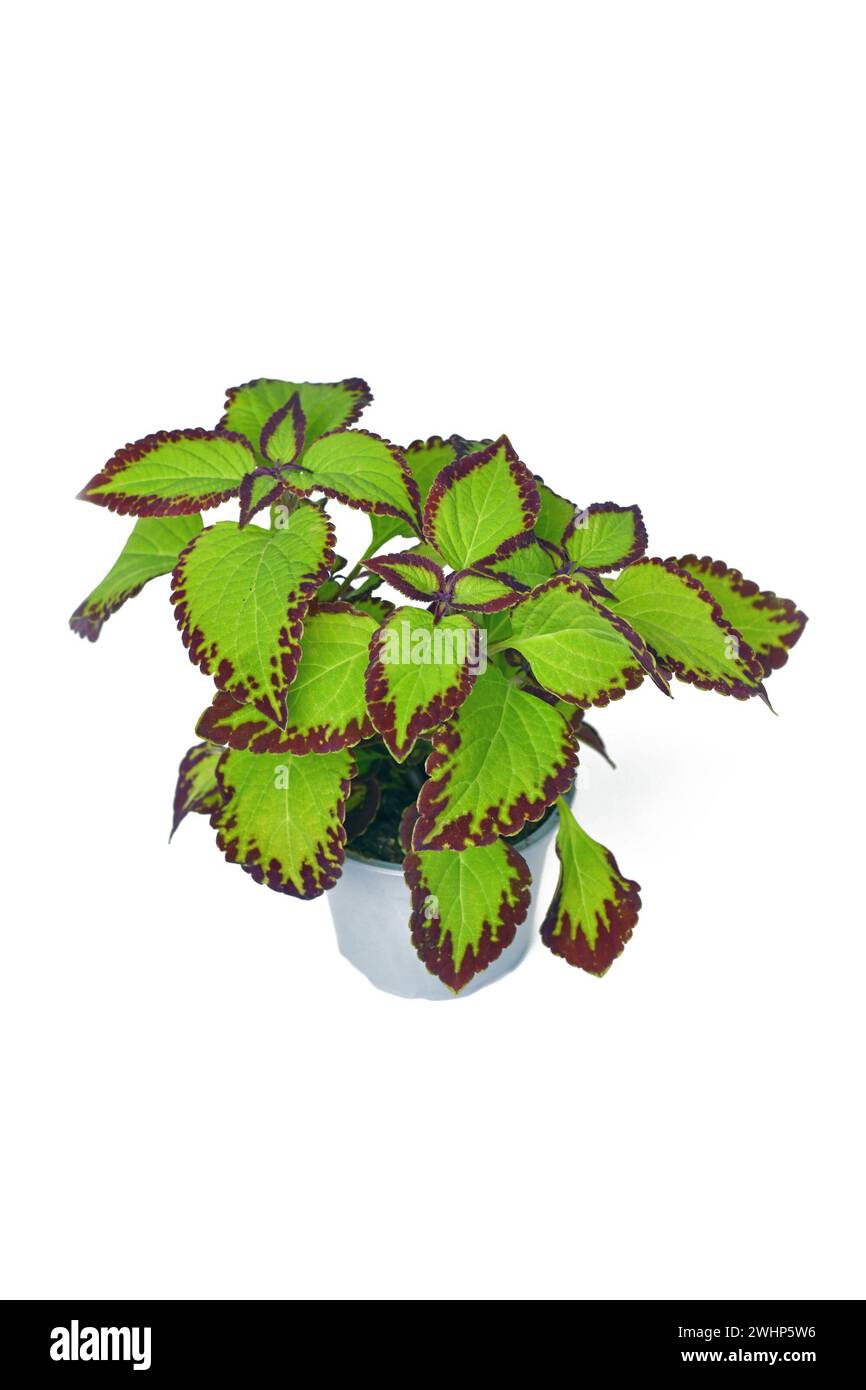 Ortie peinte en pot 'Coleus Blumei Velvet' plante sur fond blanc Banque D'Images