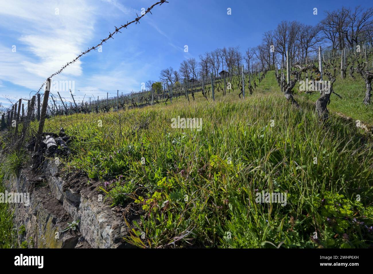 Vieux vignoble près de Stuttgart au printemps - vue à travers une ancienne clôture sur la pente avec les vignes. Banque D'Images
