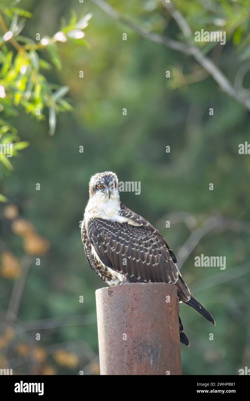 Osprey perché sur un poteau métallique. Banque D'Images