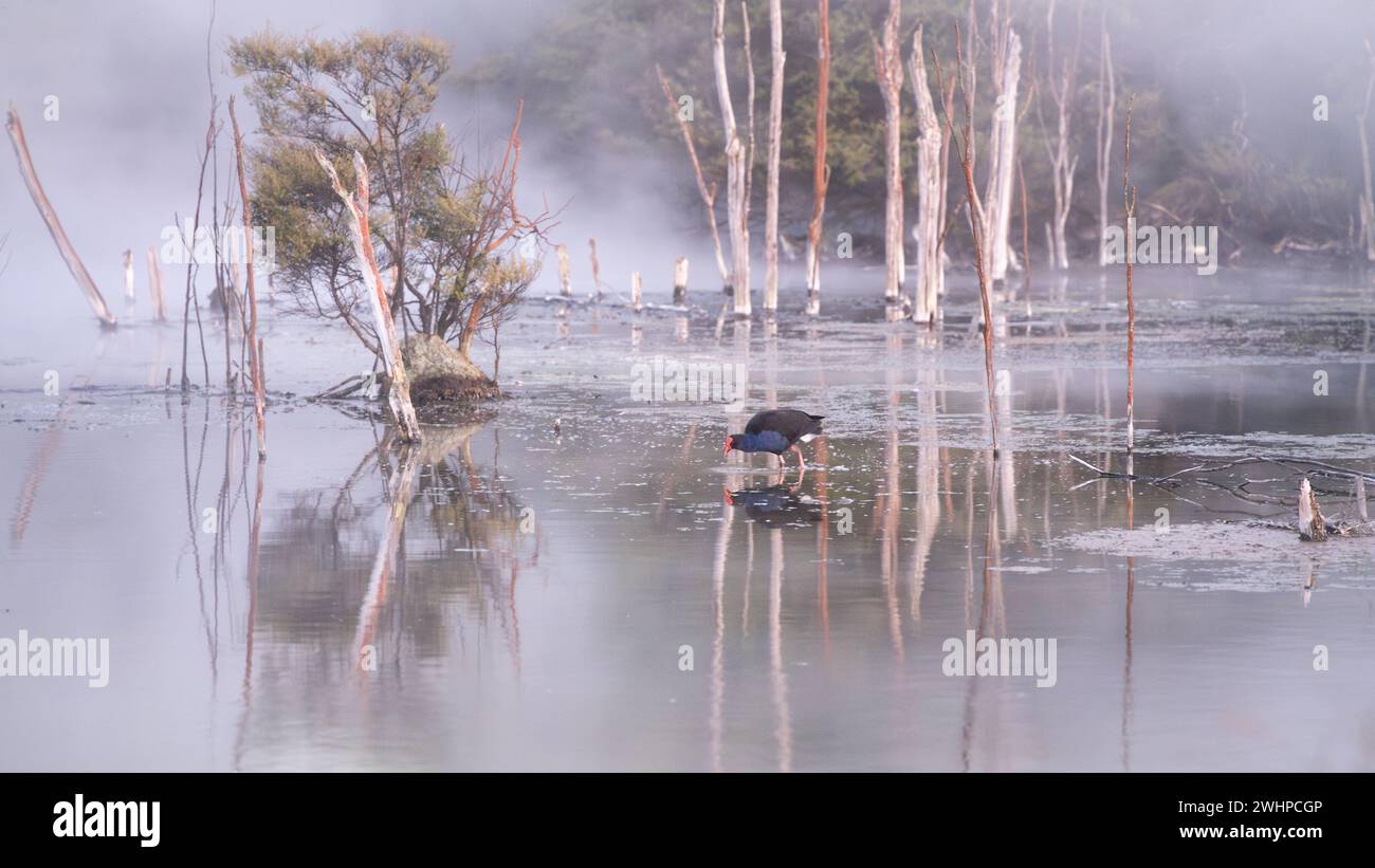 Oiseau indigène coloré Pukeko marchant à travers le paysage marécageux géothermique, Nouvelle-Zélande Banque D'Images