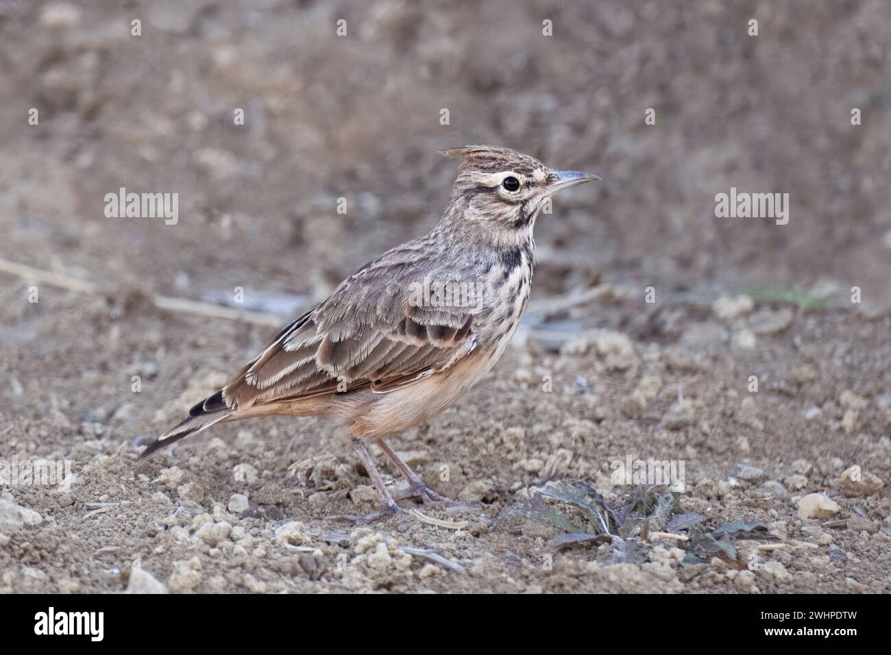 Crête Lark, Galerida Cristata, lac Vrana, Croatie Banque D'Images