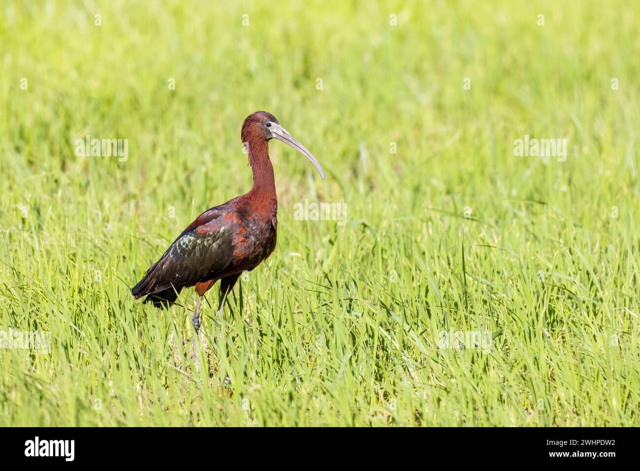 Ibis glacé, Plegadis Falcinellus, Camargue, France Banque D'Images