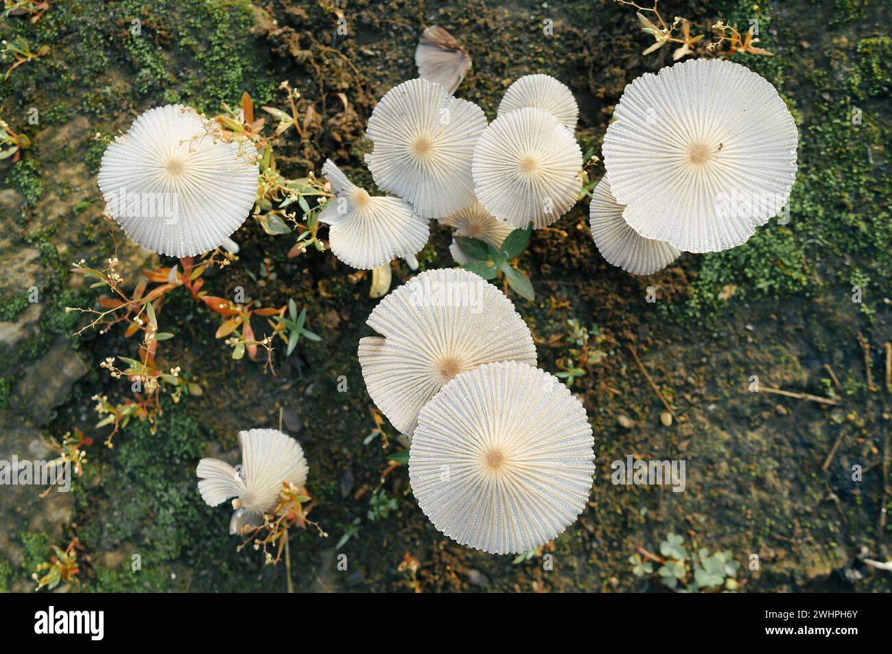 Champignon plissé en calotte d'encre ou Parasola plicatilis poussant dans le sol généralement trouvé en Europe et en Amérique du Nord Banque D'Images