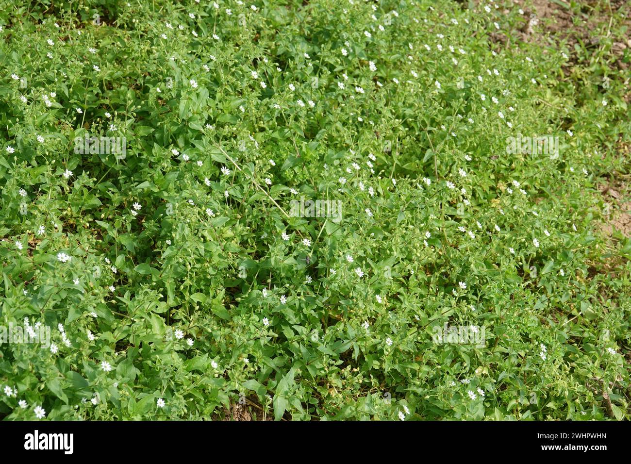 Stellaria nemorum, piqûre de bois Banque D'Images