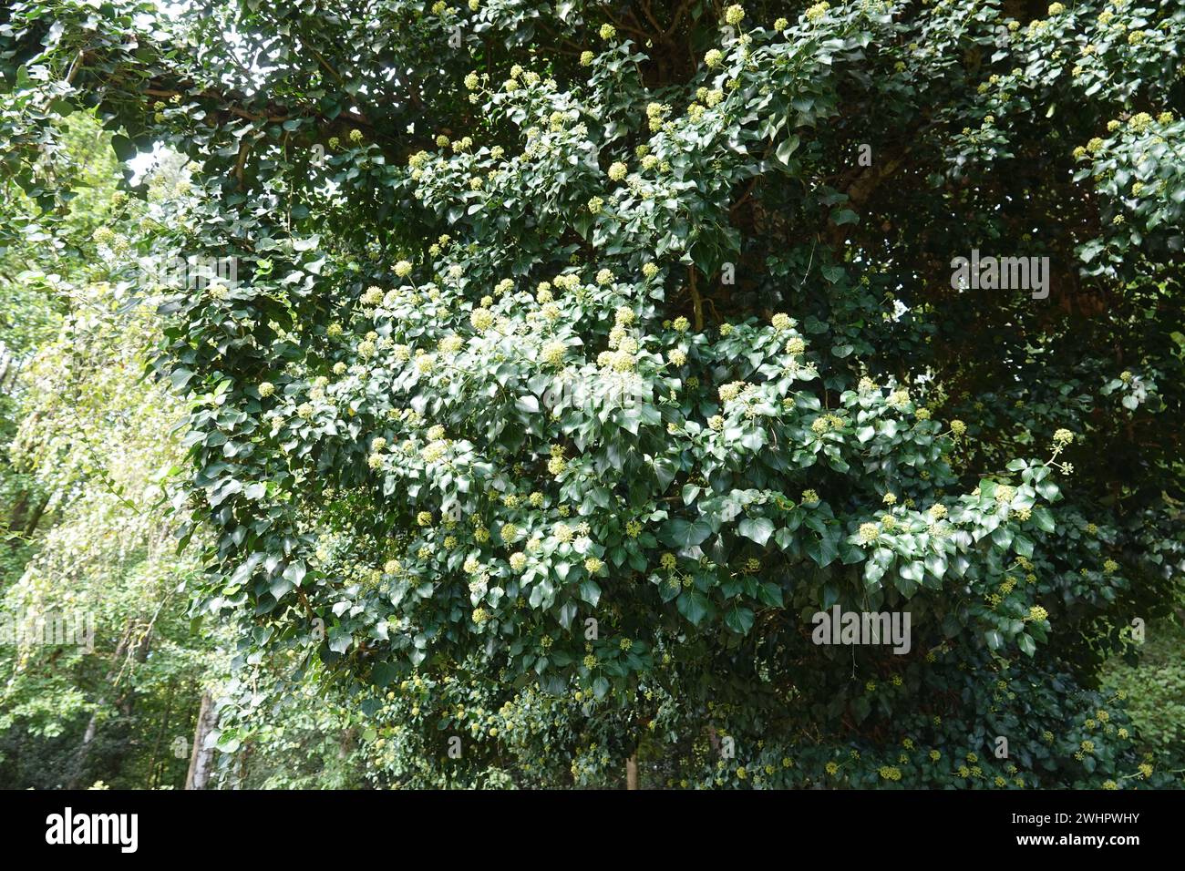 Hedera helix, Ivy Banque D'Images