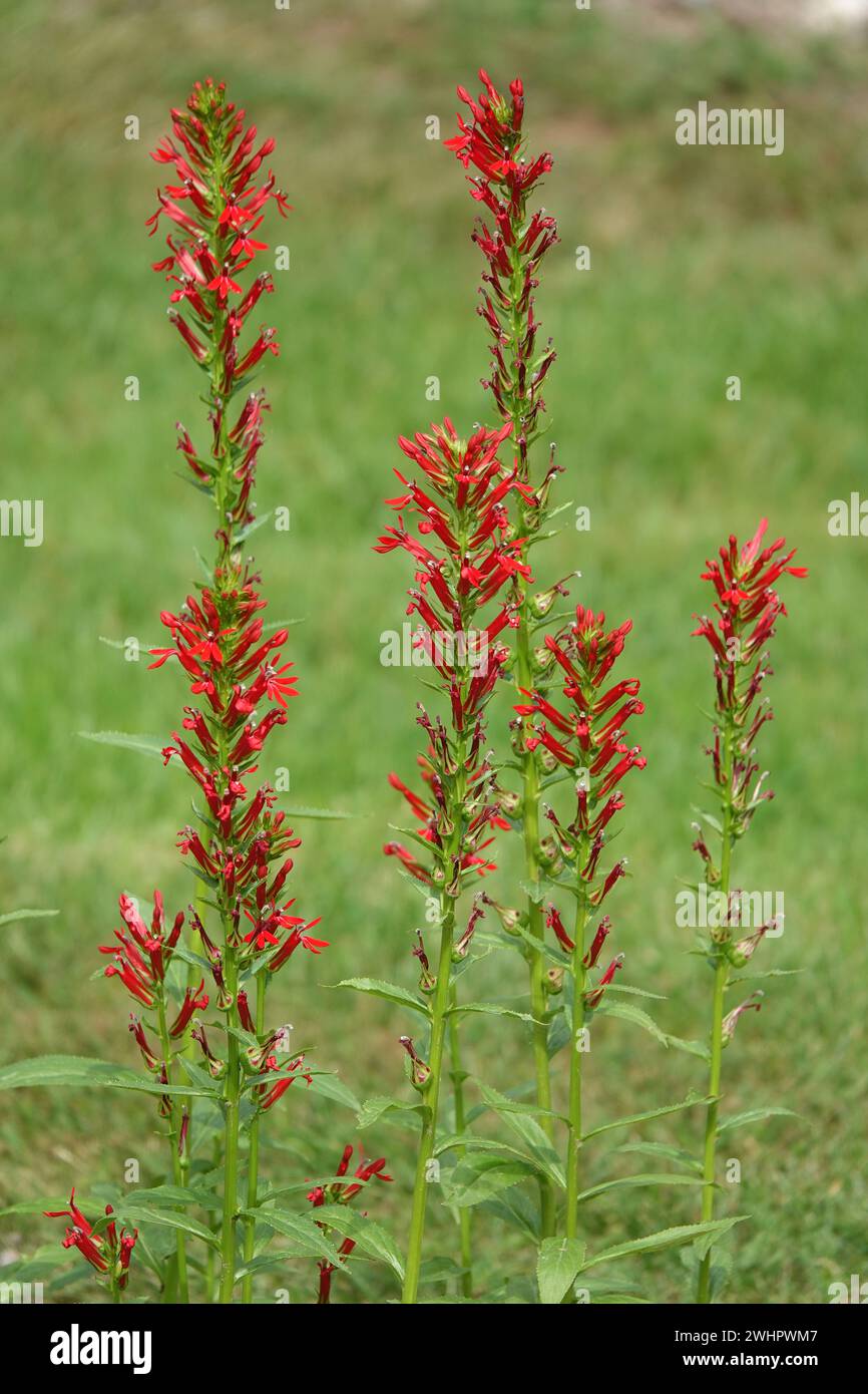 Lobelia cardinalis, fleur cardinale Banque D'Images