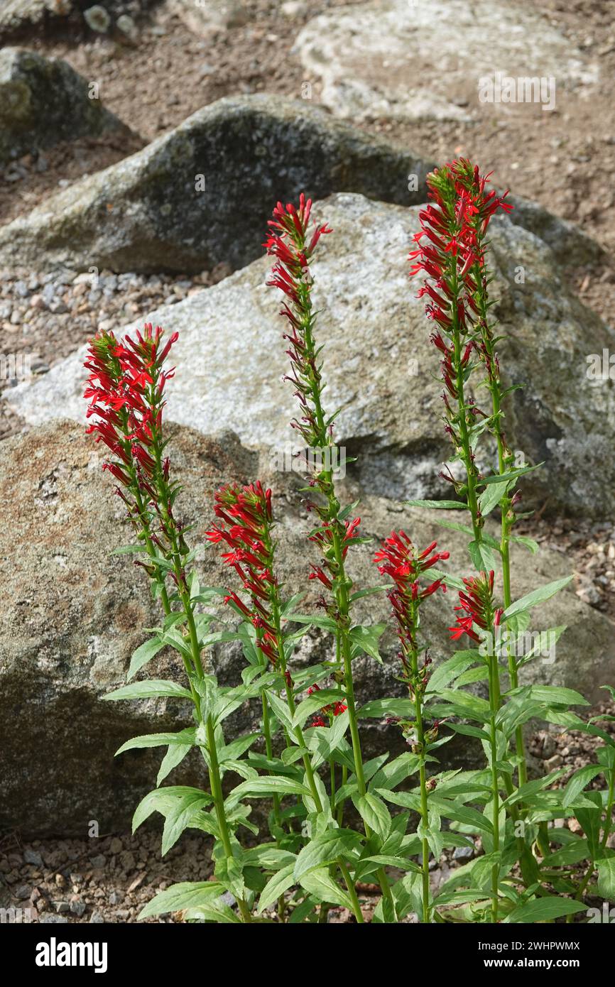 Lobelia cardinalis, fleur cardinale Banque D'Images