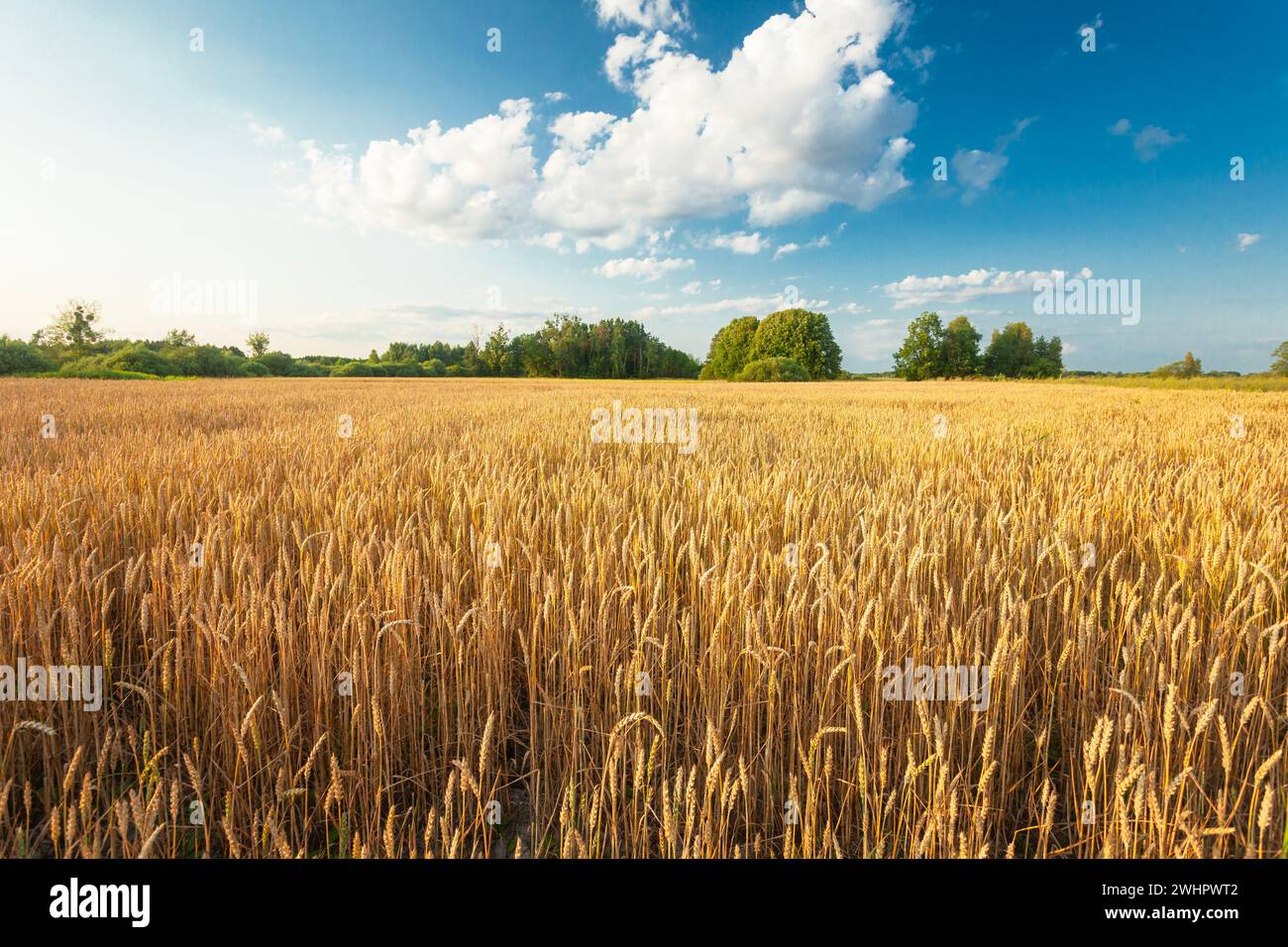 Champ de blé doré et nuage blanc sur ciel bleu, jour ensoleillé de juillet Banque D'Images