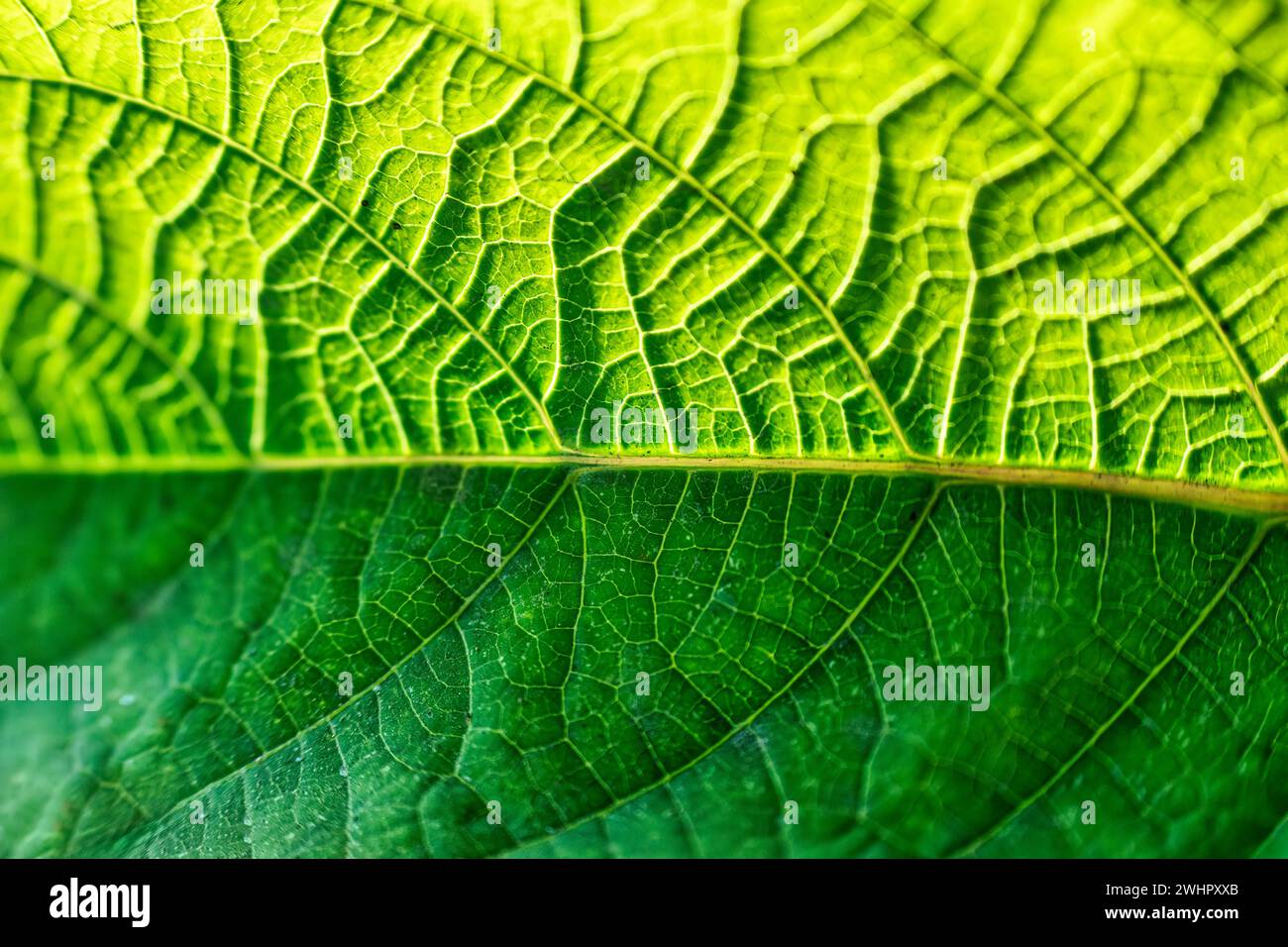 Gros plan sur la texture des veines vertes vibrantes des feuilles et du soleil Banque D'Images