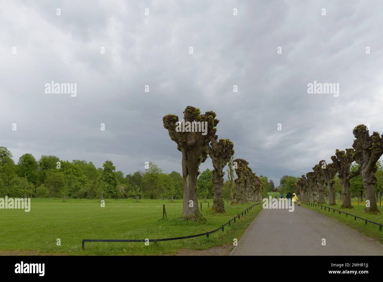 Nuages orageux au-dessus du parc pour marcher au printemps. Tailler les arbres le long de l'allée Banque D'Images