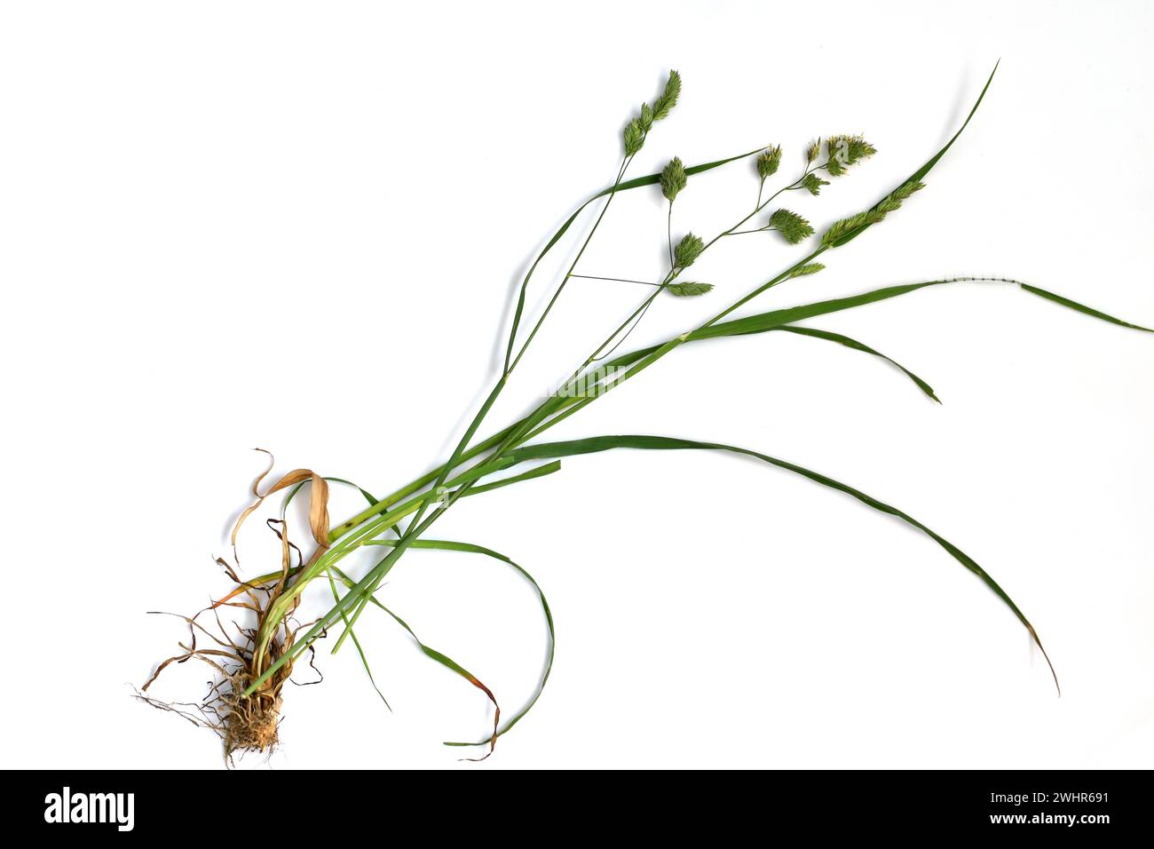 L'image montre un tutoriel pour étudier l'herbe de bluegrass, montrant ses tiges, ses feuilles et ses fleurs. Banque D'Images
