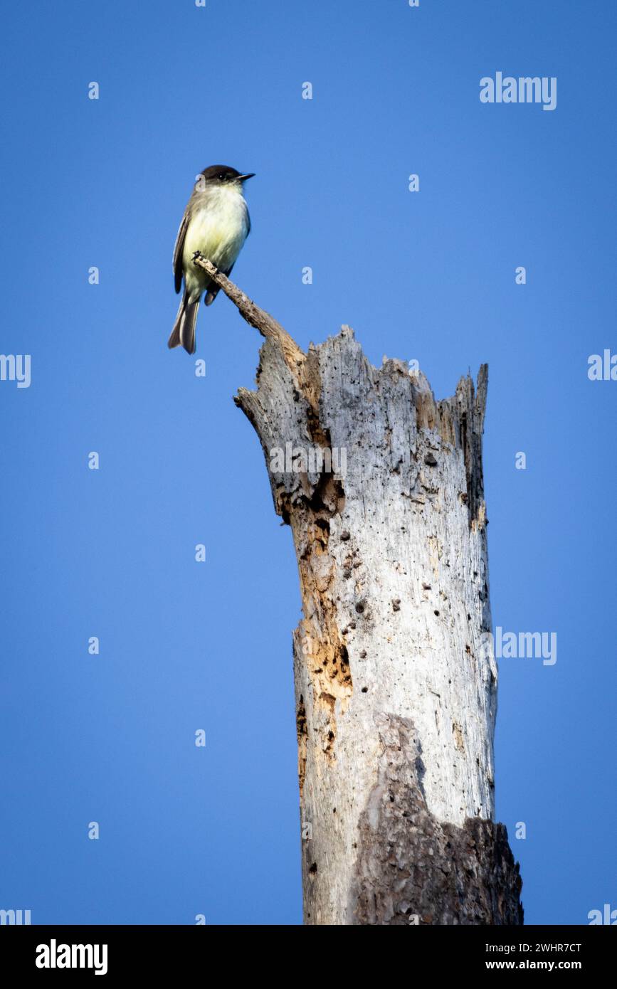 Une phoebe orientale regardant du haut d'un arbre. Kiawah Island, Caroline du Sud Banque D'Images