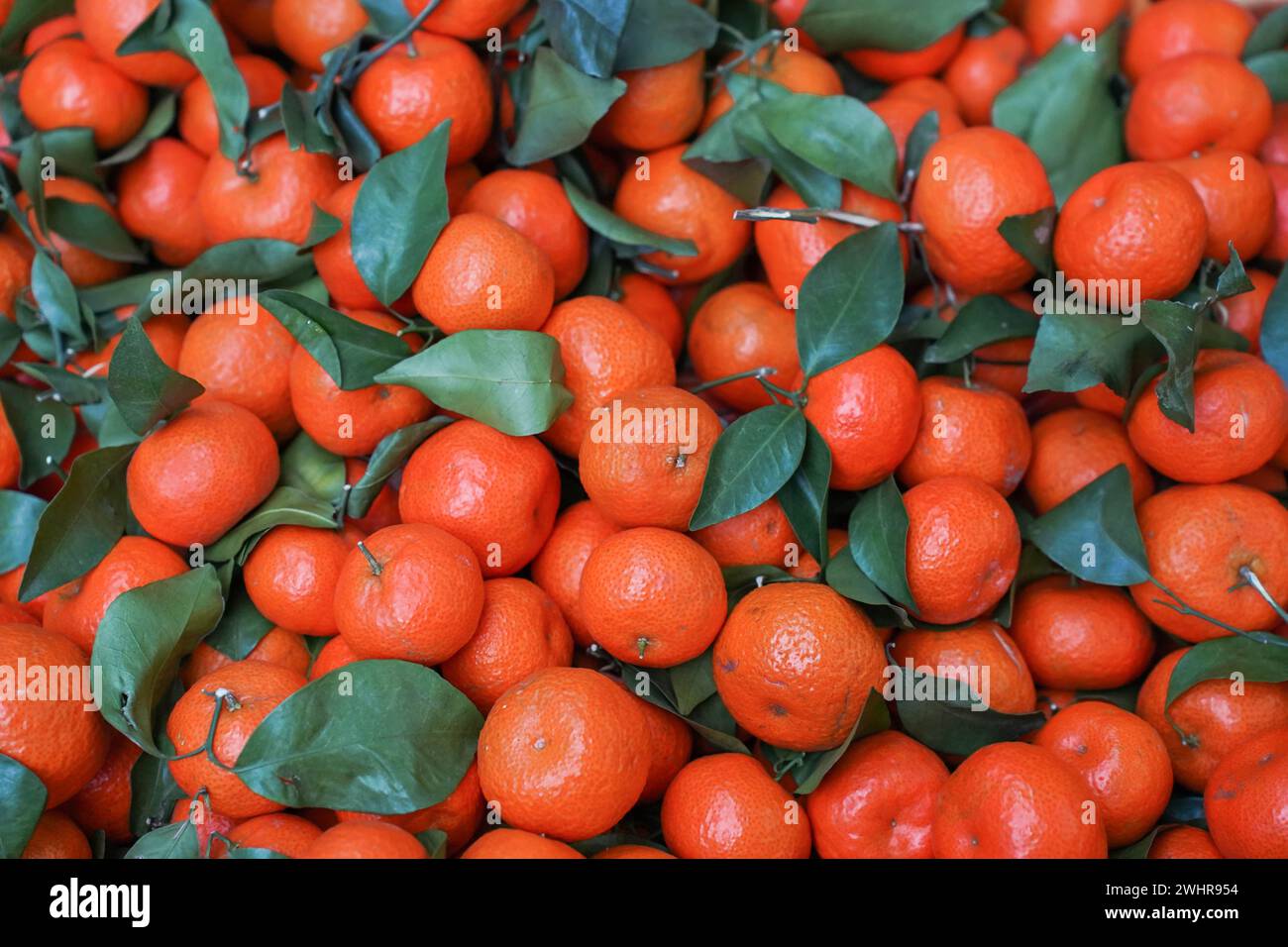 Pile de petites mandarines fraîches mûres orange Banque D'Images