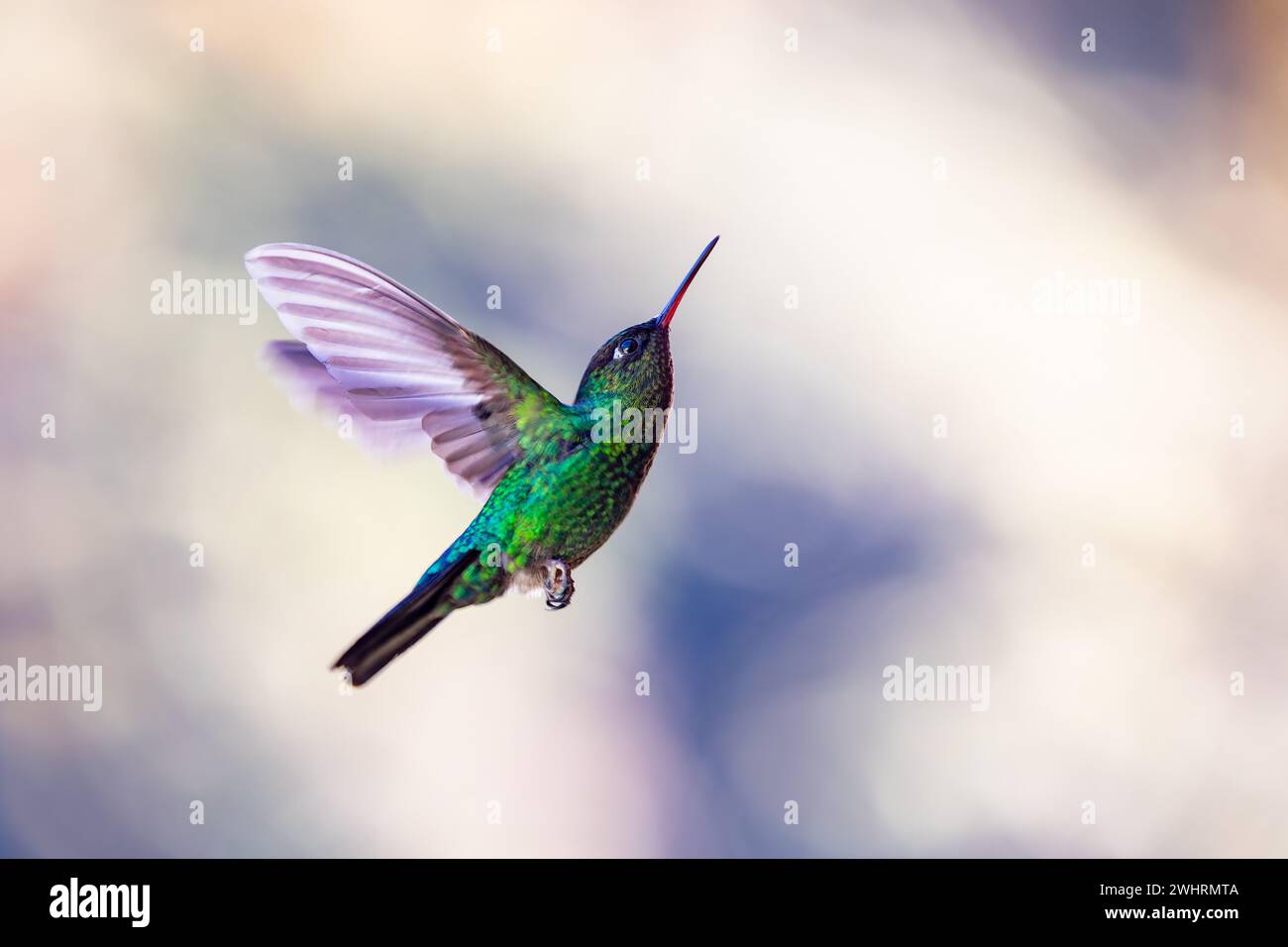 Colibri à tête violette (Klais guimeti), San Gerardo de Dota, Costa Rica. Banque D'Images