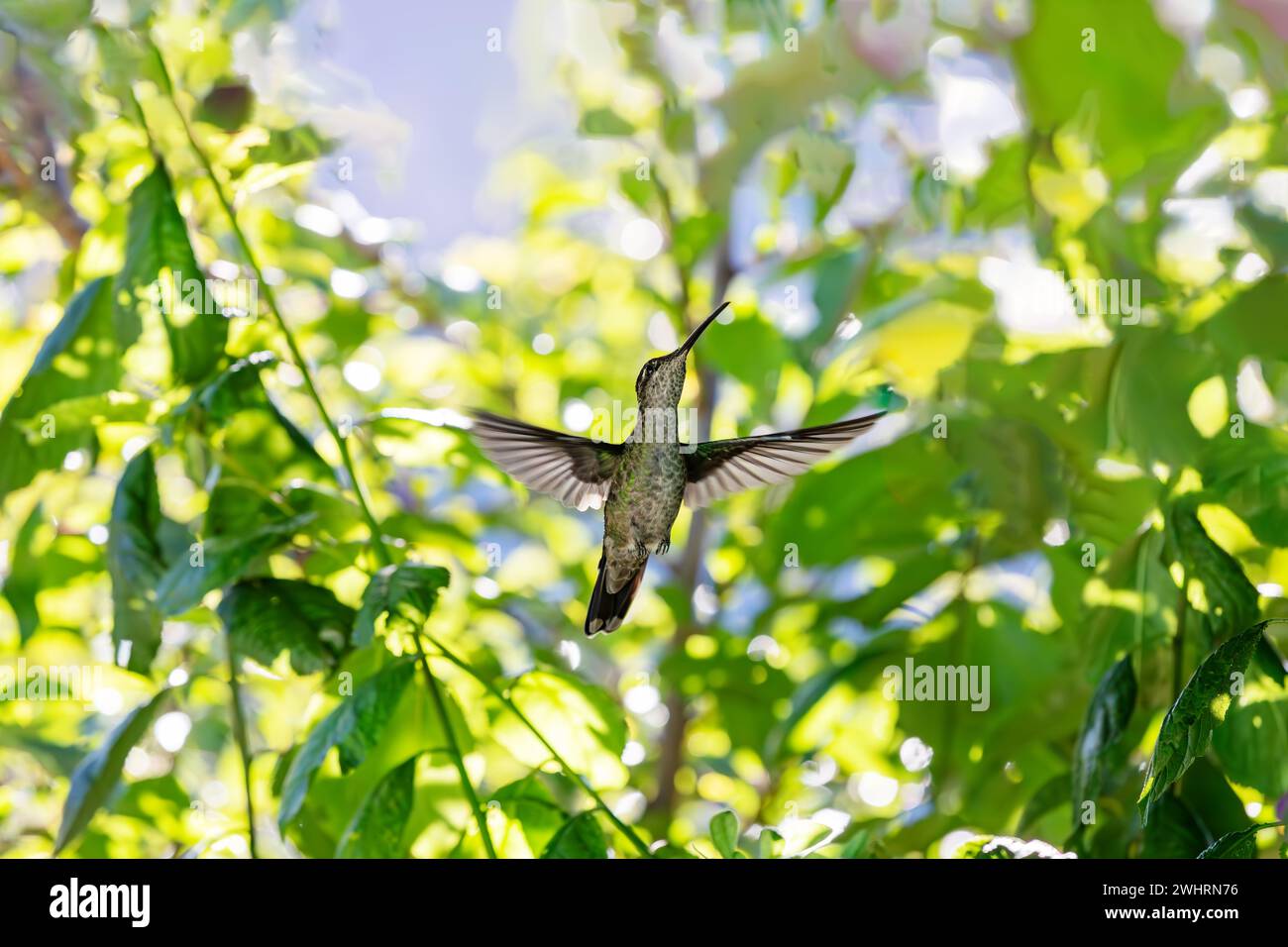 Colibri à tête violette (Klais guimeti), San Gerardo de Dota, Costa Rica. Banque D'Images