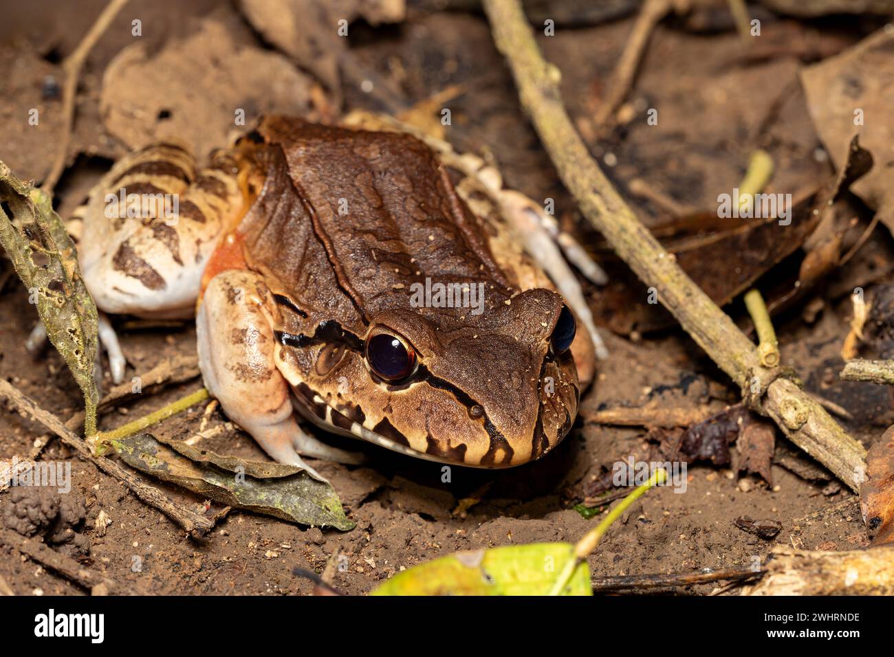 Sauves grenouille à bout fin (Leptodactylus savagei), Parc national de Carara, Tarcoles, faune du Costa Rica. Banque D'Images